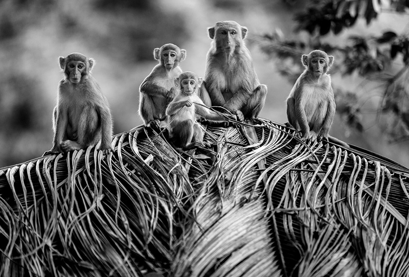 孫君媚獲得中國攝影家“2012海南陵水猴島十佳攝影師” 稱號