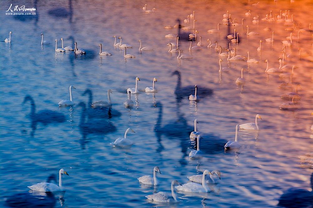 尚麗艷天鵝湖攝影作品展