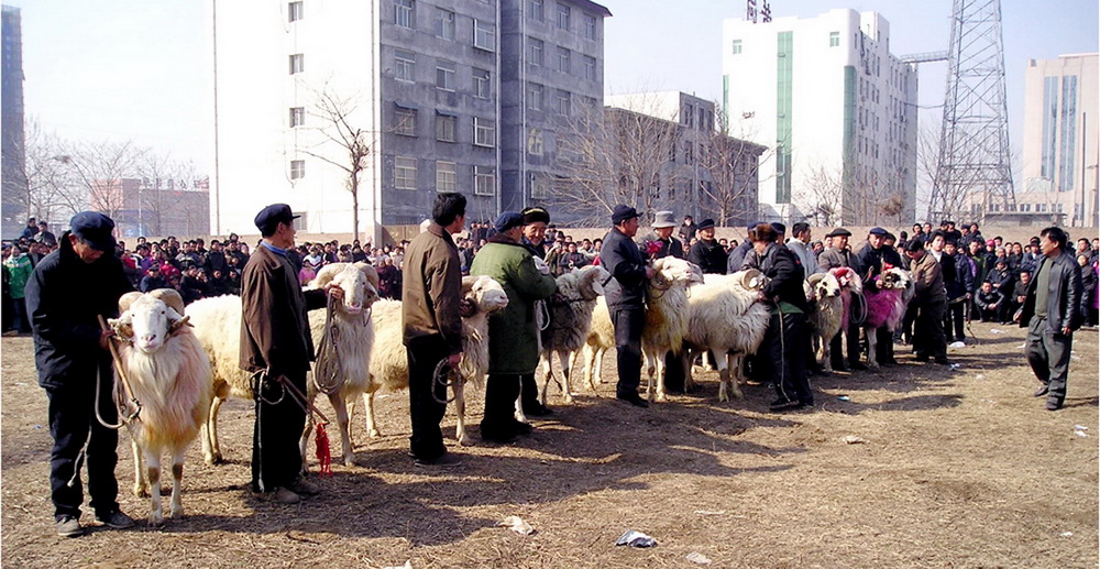 喬方輝：菏澤斗羊大賽