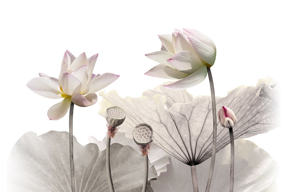 11⻨ܡŵš(ɵƷ񡪡ȾԭɻУɫ½MwFɵĸLƷ)