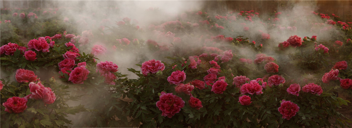 國色天香--馬春霞牡丹攝影作品