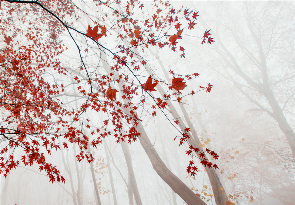 ߌЇŮzӰ҅fTƷչ~绨