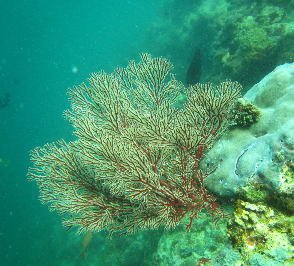 《探秘海底》組照--張素瑾
