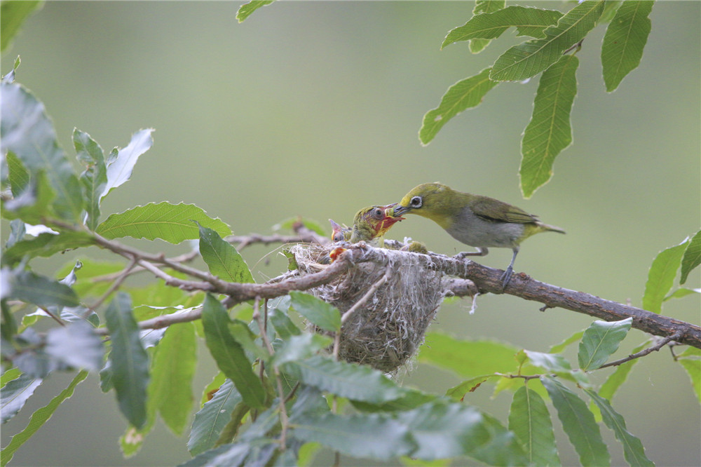 《哺育》劉秋艷攝影作品