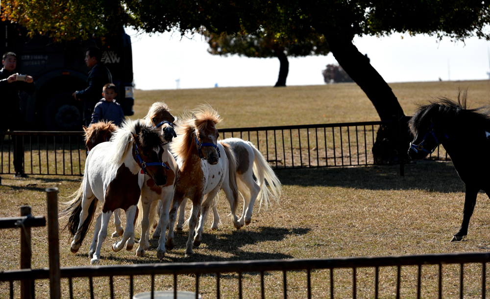 31.RRIѪRRչʾ