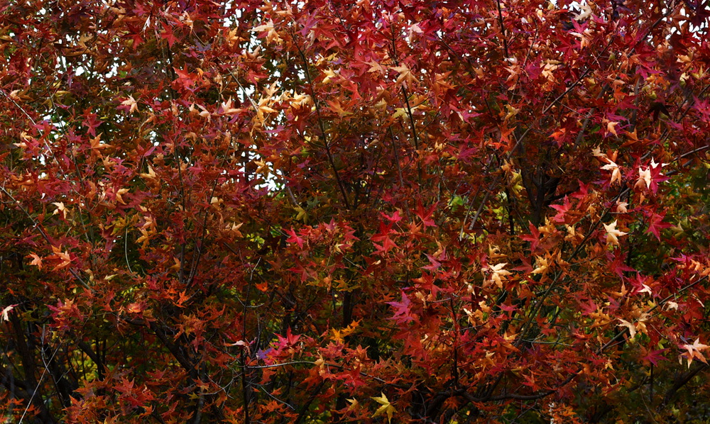 51.Ǘ~ƬɳʬFtt\tټtSSZS۾GGʮ׷Nɫ^ʮɫ