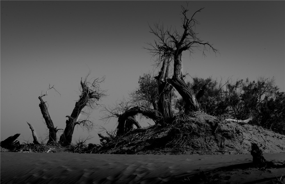 《新疆巴楚采風》郝玉偉作品