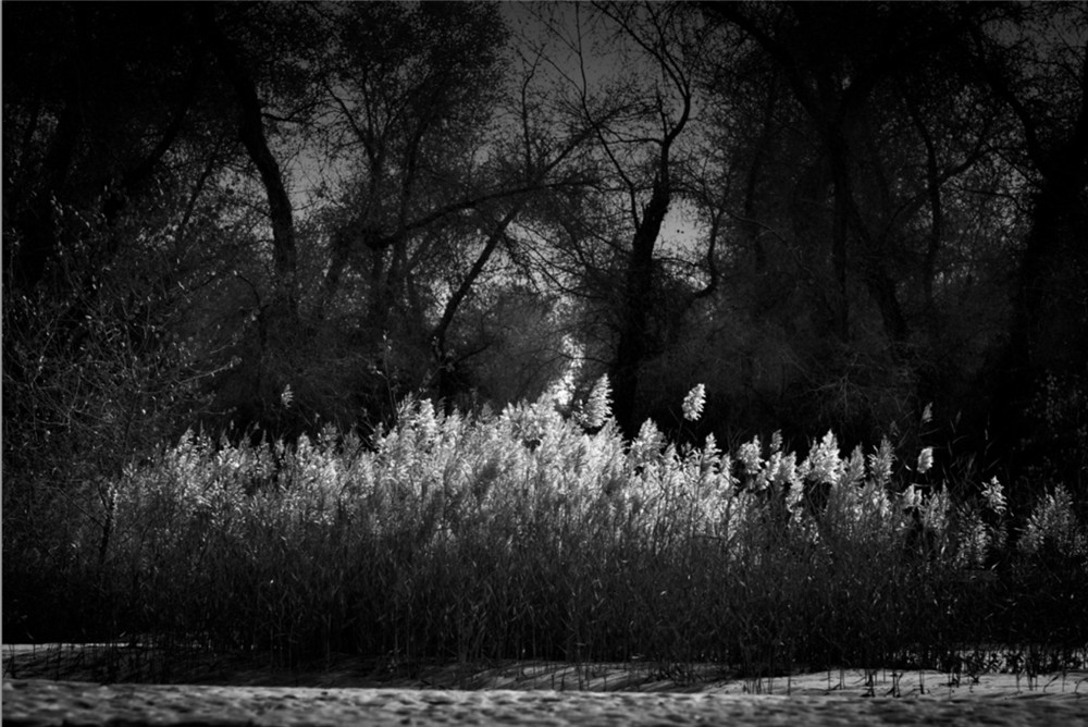 《新疆巴楚采風》王軍作品