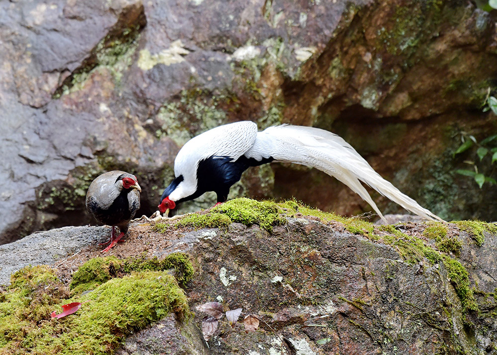 在明溪縣夏陽鄉紫云村“白鷴谷”內拍攝的雄白鷴（右）雌白鷴（3月19日攝）。新華社記者 梅永存 攝