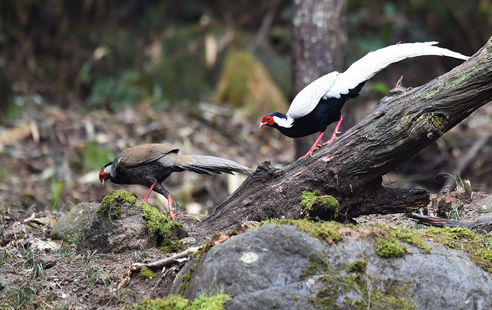 Ϫhlƴ塰ȡĔz۰ңʹư319ՔzAӛ Ƃ z