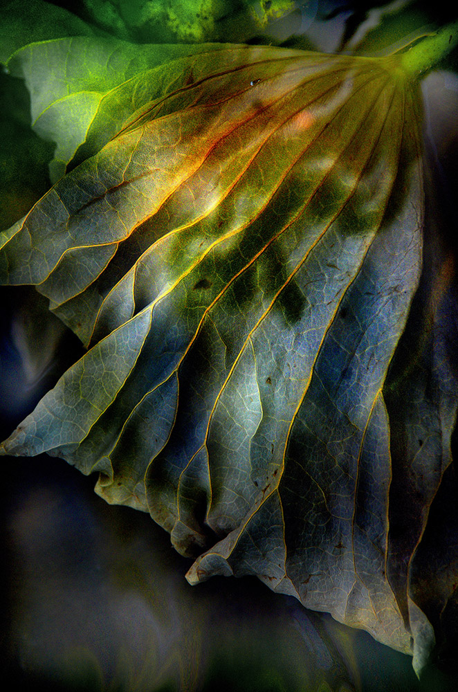 《創意花卉》馮曉輝作品