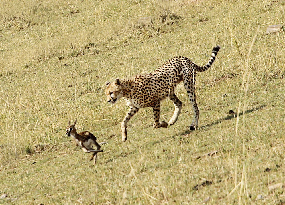 ׷--2016һӡAGCPHazӰѲչ,׷s@ȻMϯ]