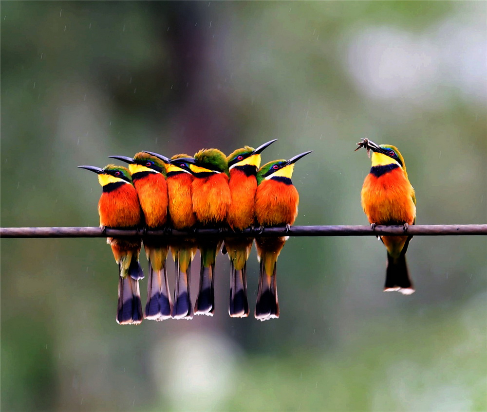 艾雅康鳥類攝影作品