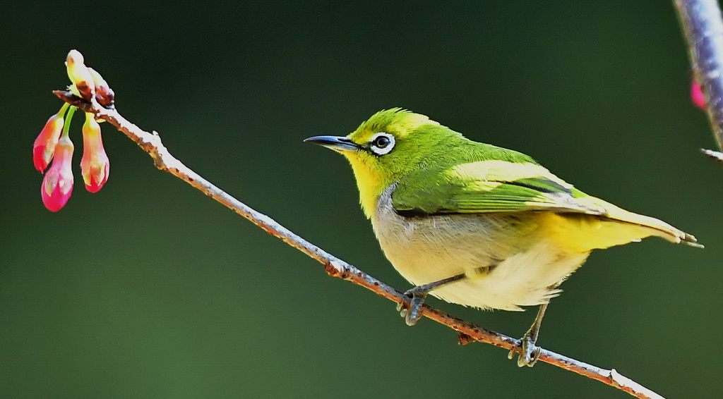 112ڸ݇ɭֹ@һֻڙѻ֦ͣЪ Aӛ÷z