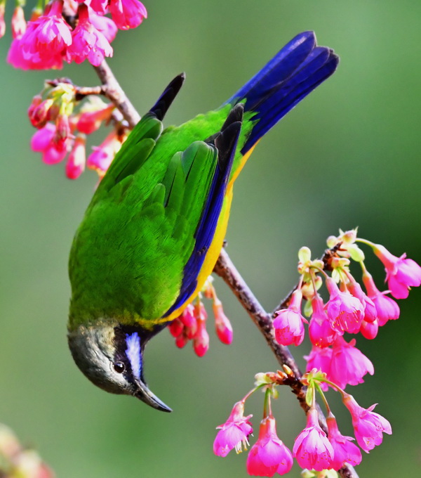 113ڸ݇ɭֹ@һֻȸ~lڙѻ֦ͣЪ Aӛ÷z