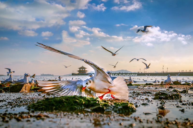 中國女攝影家走進青島聚焦克利伯帆船賽采風活動通知【8】