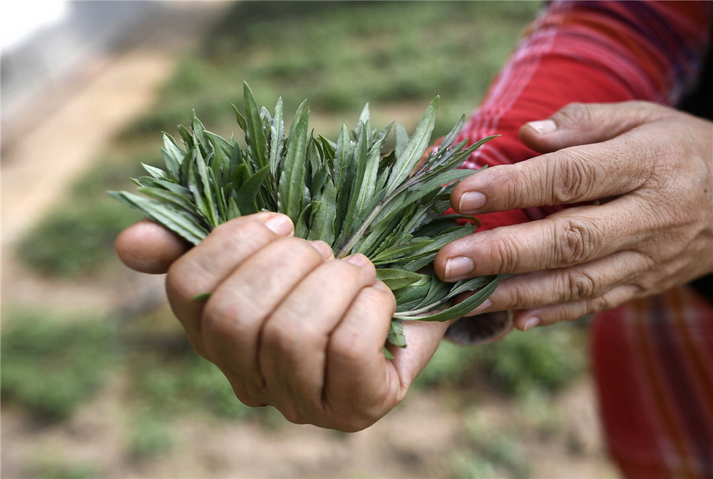 11.ժһЩȷNֲ~ƷN9̖м鿴Lr(zӰ)