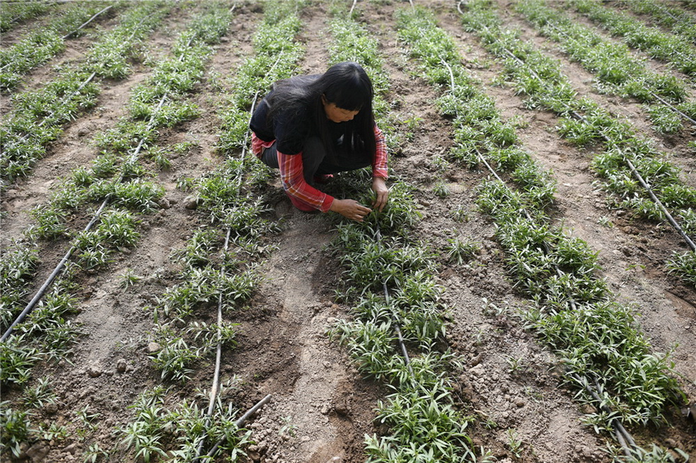 10.һ֦һ~Aע˿ƼоˆTѪ(zӰ)