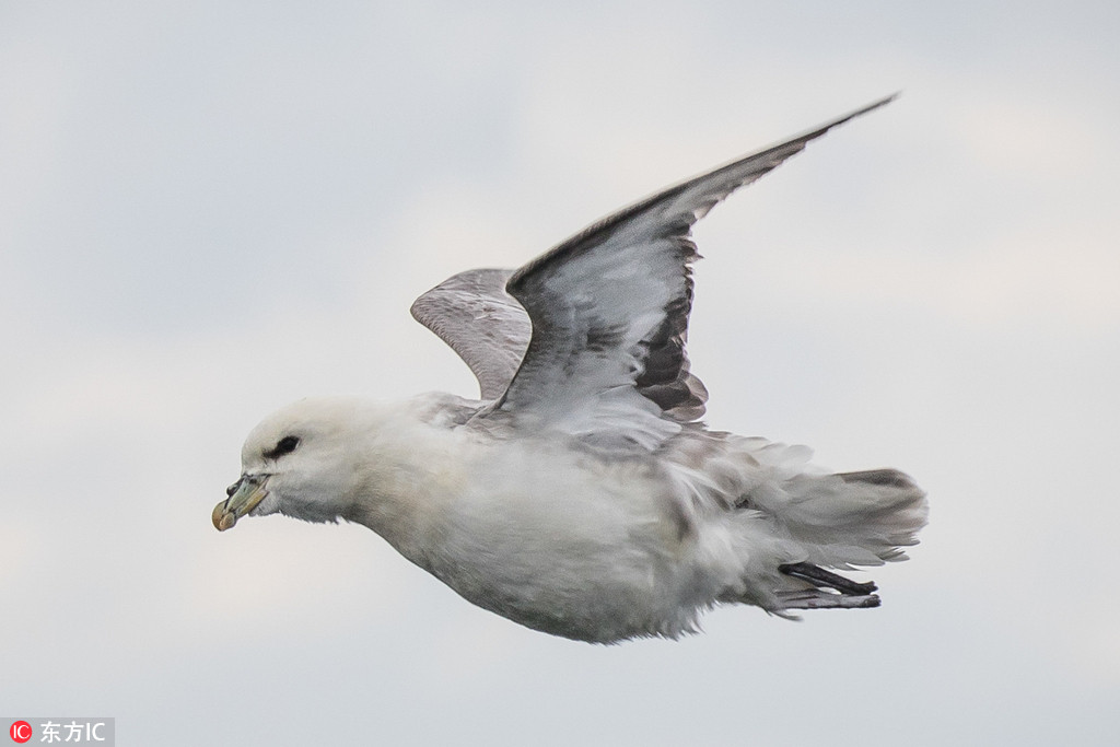 Ӣ�����ચ���w�����^�^ ��߀ԭ��Ͱ�L���w���ؼ���2��