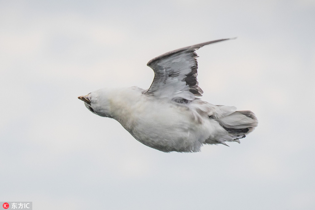 Ӣ�����ચ���w�����^�^ ��߀ԭ��Ͱ�L���w���ؼ���3��