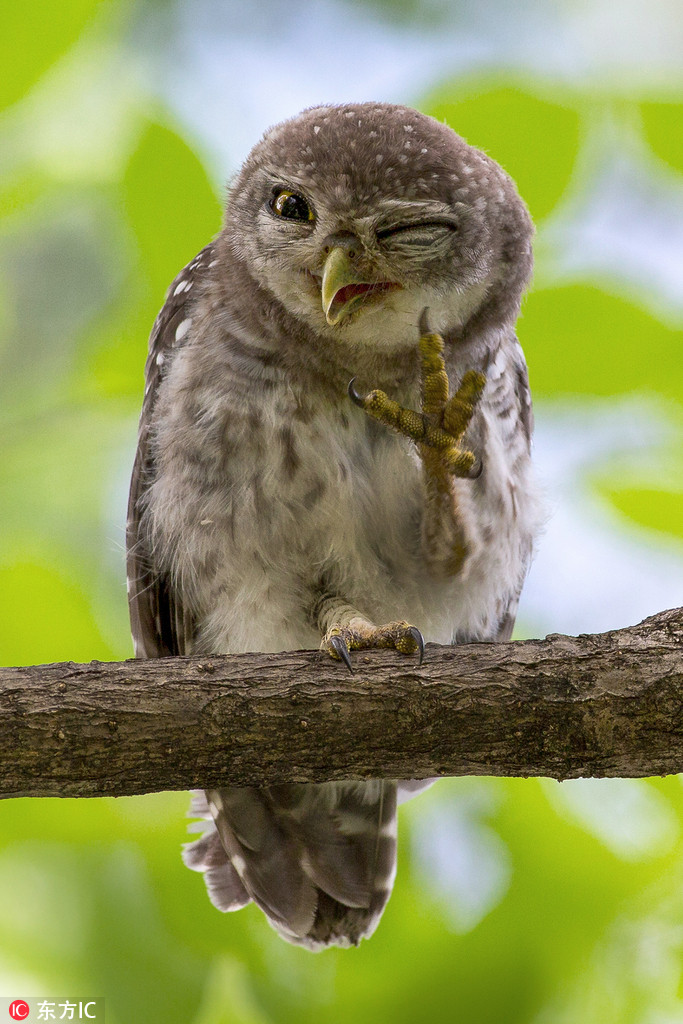 30�q��̩���w�ІT���S��Ravi Upadhayam��������Rot Fai Park���@����r�Ĕz��һ�M��Ȥ��؈�^����Ƭ���R�^���@ֻ؈�^�������zӰ��գ�۾�������ʮ�ֻ��������S5��ǰ�_ʼ���|�zӰ������һ������r�ְl�F���@ֻ��Ϣ��֦���^��؈�^����؈�^��һ�����˯���X�����ϳ���������������ڰ����Ĕz���������y�����������@ôһ��գ�۵���Ƭ��