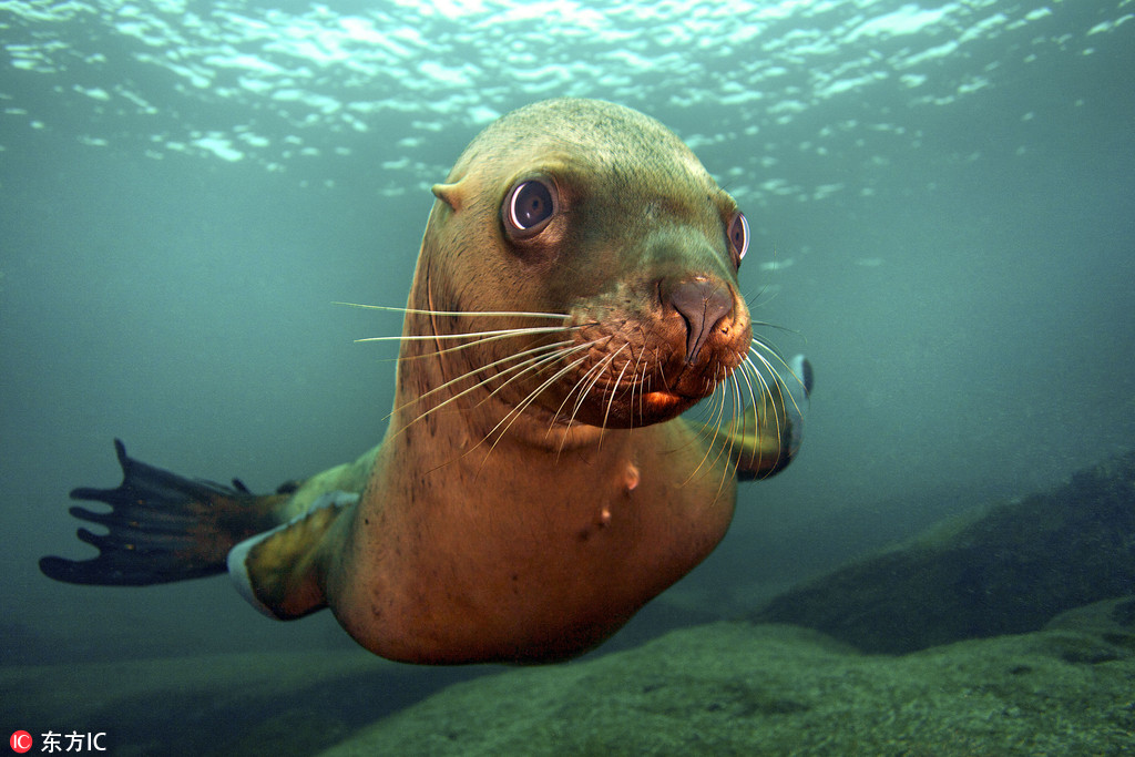 С���{���Լ����ԑ��������R�^�[�����N������˄��������ġ��ò�������������֪���zӰ��Jon Cornforth��������������������