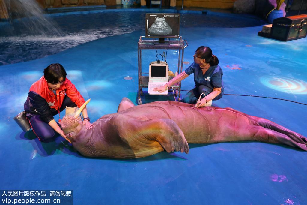 2019年11月5日，山東煙臺，海昌鯨鯊海洋公園的工作人員為海象做B超。