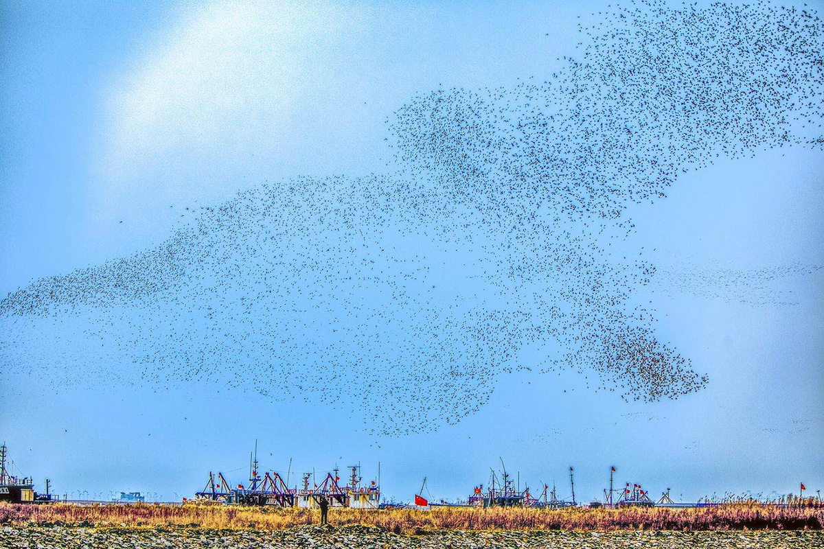 萬鳥齊飛 震撼壯觀丨記丹東鴨綠江口濕地候鳥遷徙