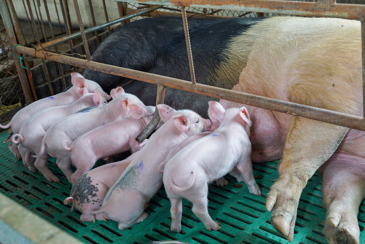 ɐ۵СiڋĲѳL z