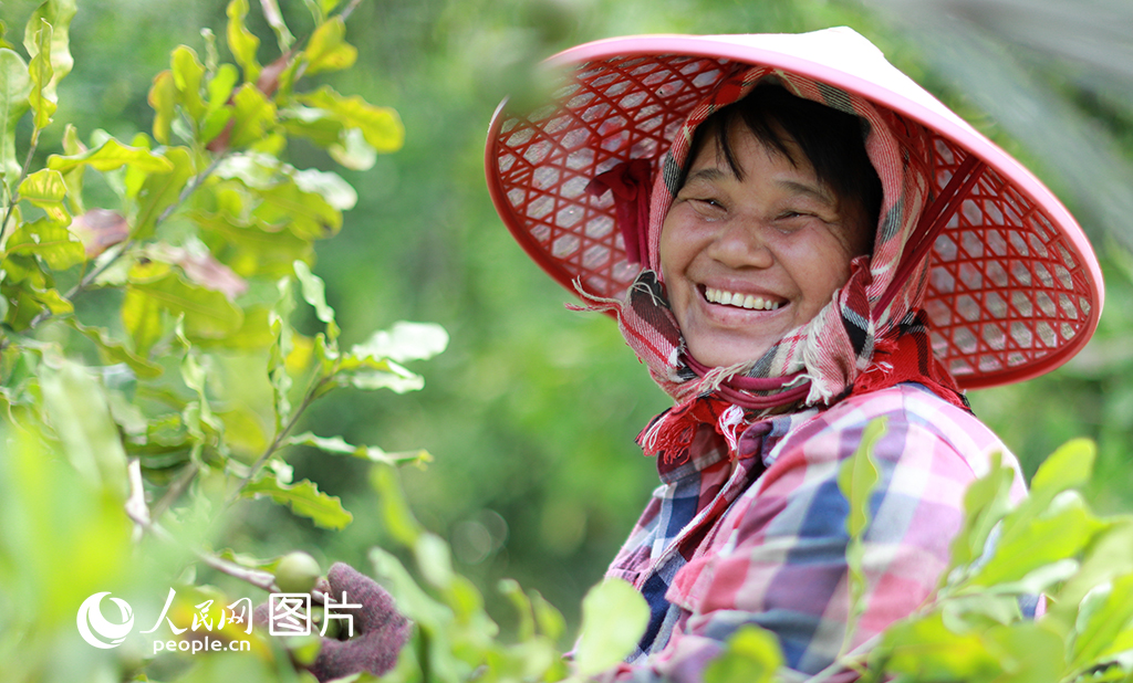 2020年9月21日，廣西崇左市扶綏縣柳橋鎮渠齊村群眾在采收澳洲堅果。盧文斐/攝