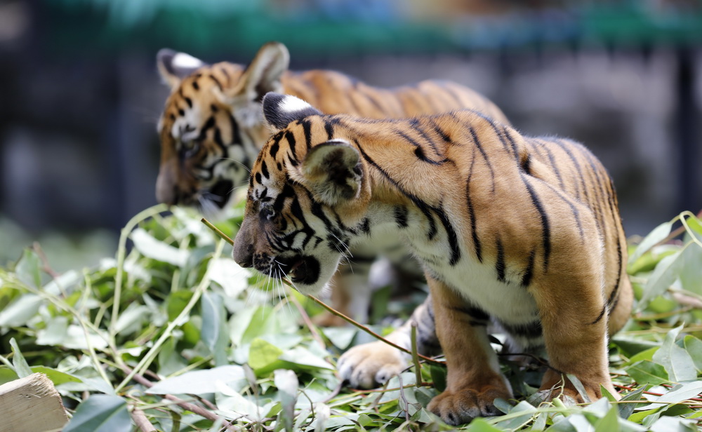 @928ĔzL¡ҰAϻp̥