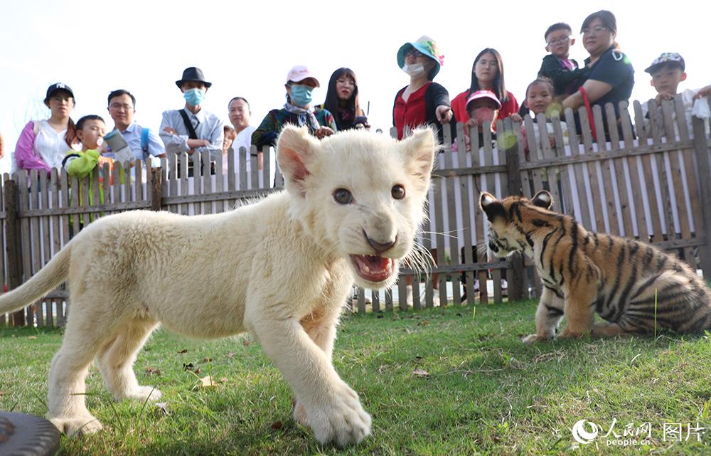 10月1日，白獅幼崽首次在南通森林野生動物園亮相。