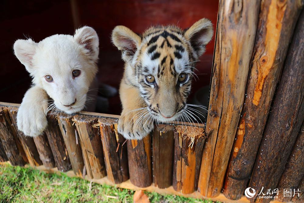 101ת{͖|״ͨɭҰ@