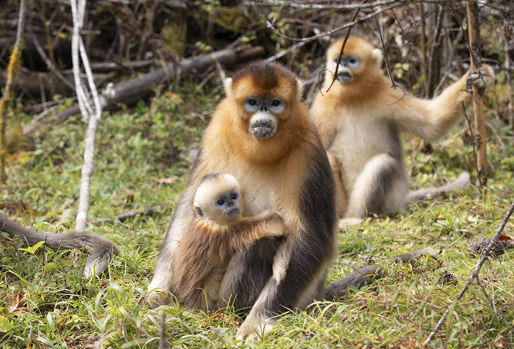 這是10月11日在神農架國家公園大龍潭金絲猴野外研究基地拍攝的金絲猴。新華社記者 王斯班 攝