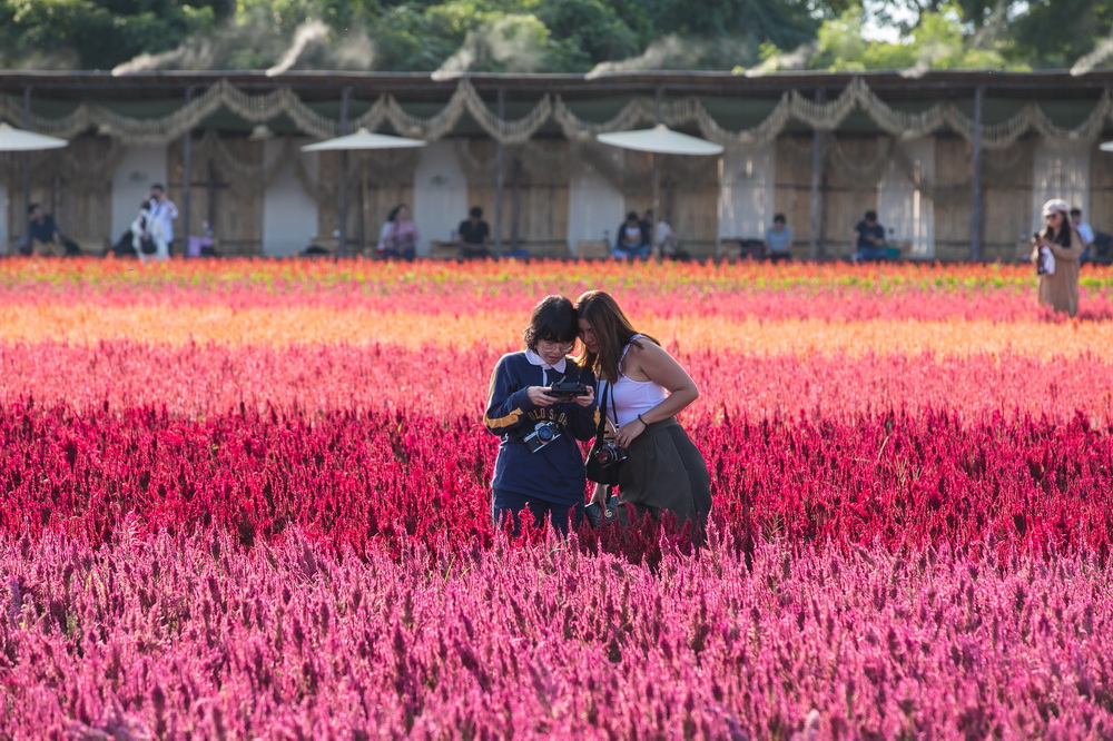 11��2�����ο���̩�����~һ̎�����g������