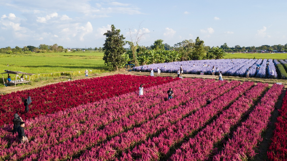 11��2�����ο���̩�����~һ̎�����g���գ��o�˙C�Ĕz����