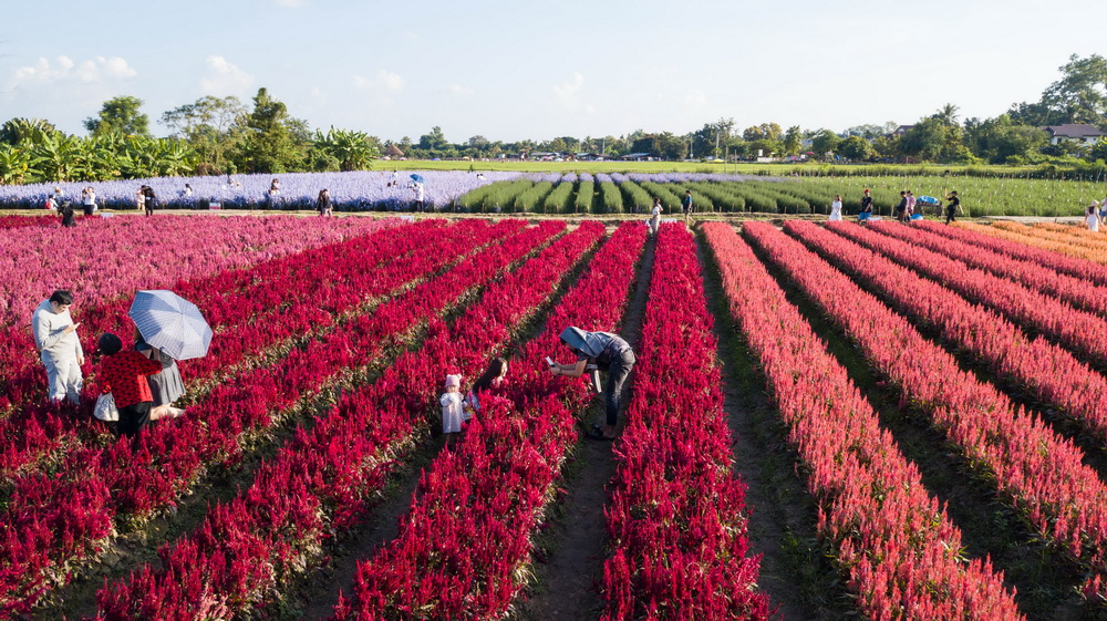 11��2�����ο���̩�����~һ̎�����g���գ��o�˙C�Ĕz����