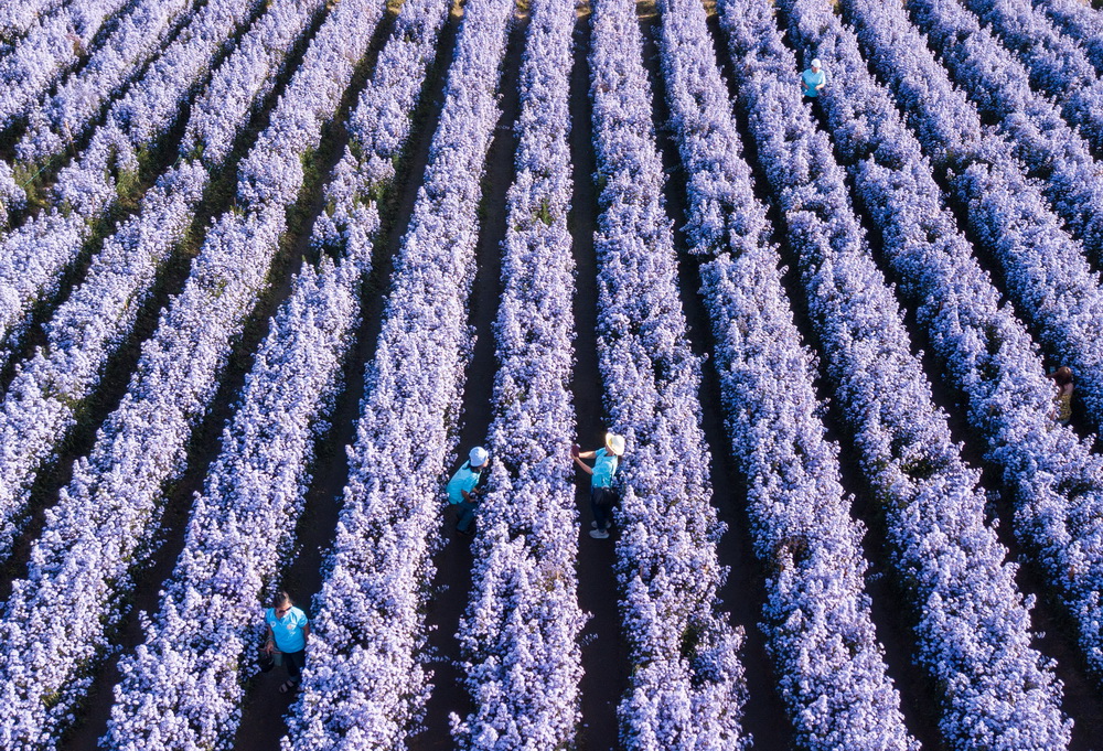 11��2�����ο���̩�����~һ̎�����g���գ��o�˙C�Ĕz����