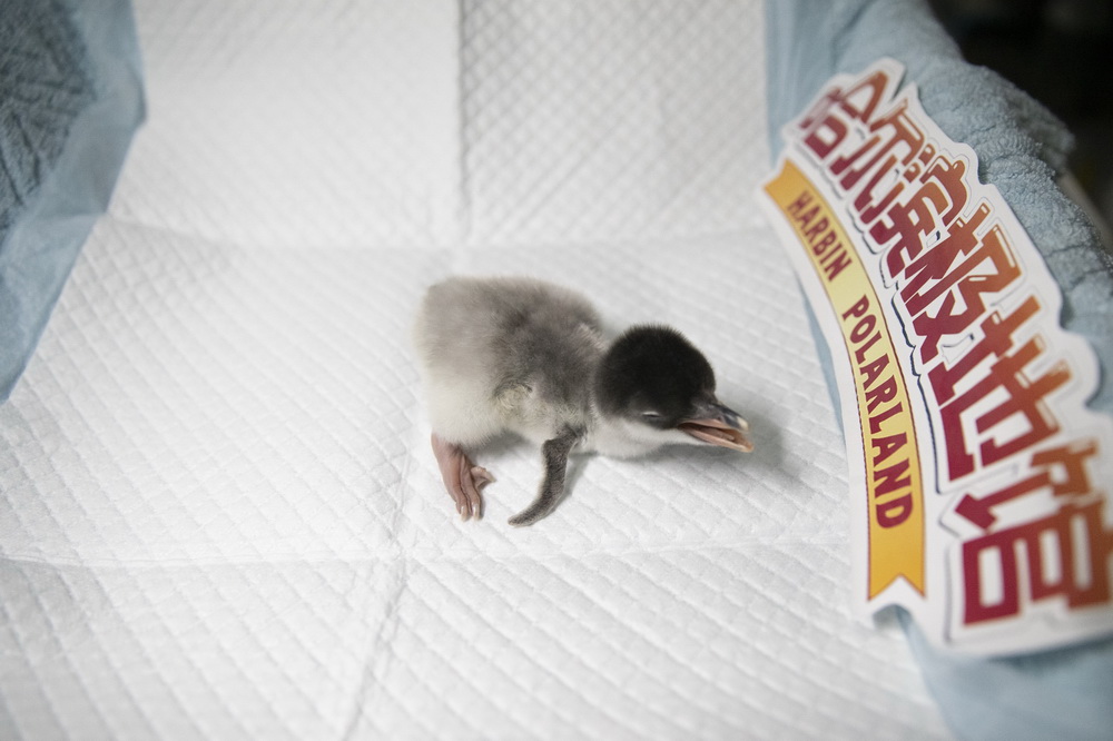 11月3日在哈爾濱極地館拍攝的剛剛降生的南極企鵝寶寶。