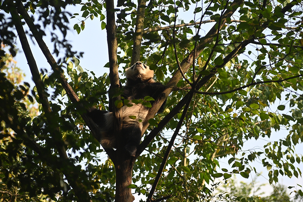 ɶĩӭů ؈ꖹg㼼ܡ5