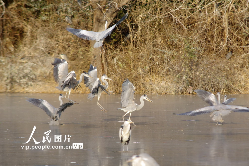 2021年1月5日，一群鷺鳥在冰湖上追逐嬉戲。