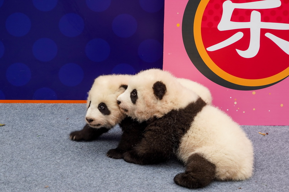 @24ڳɶ؈оaĔząc´ӵĴ؈