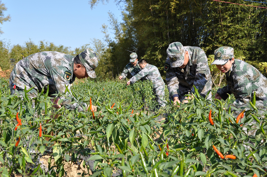 廣西梧州市長洲區人武部組織干部職工到對口幫扶的村子幫助村集體采摘辣椒（2020年12月3日攝）。新華社發（劉靜 攝）