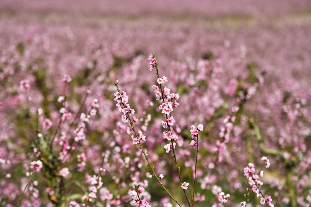 3月5日在西班牙艾托納拍攝的一處桃樹林。新華社/法新