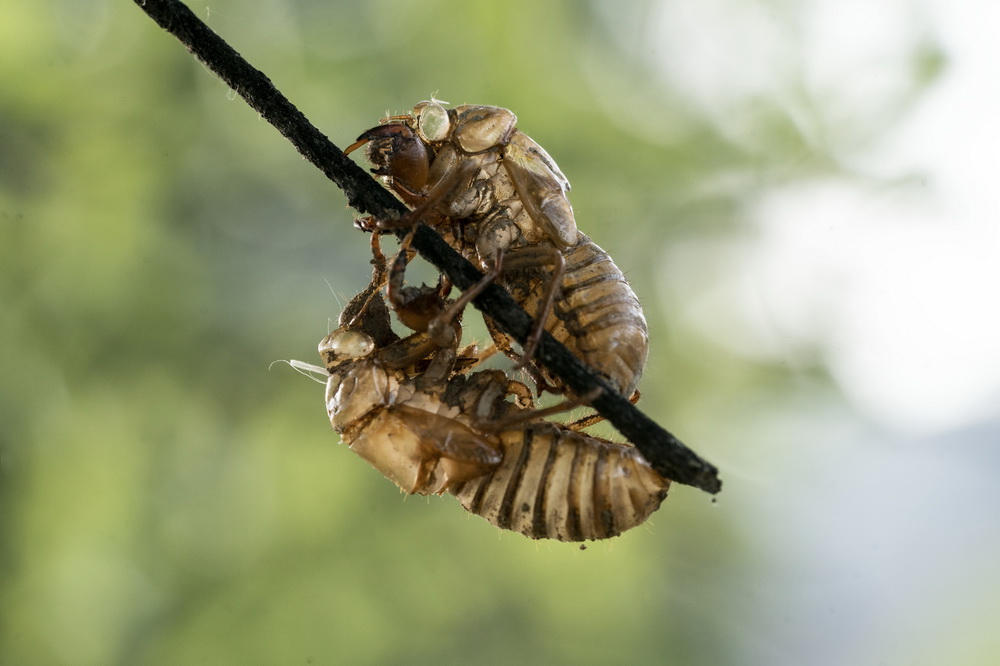 @519၆ݰ`DĔz17ss͑