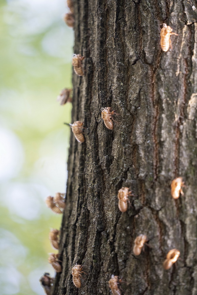 @518၆ݰ`DĔz17ss͑