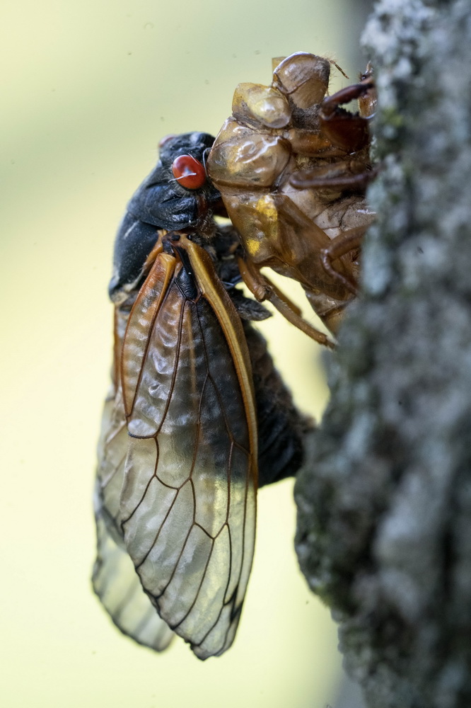 @518၆ݰ`DĔz17ss͑