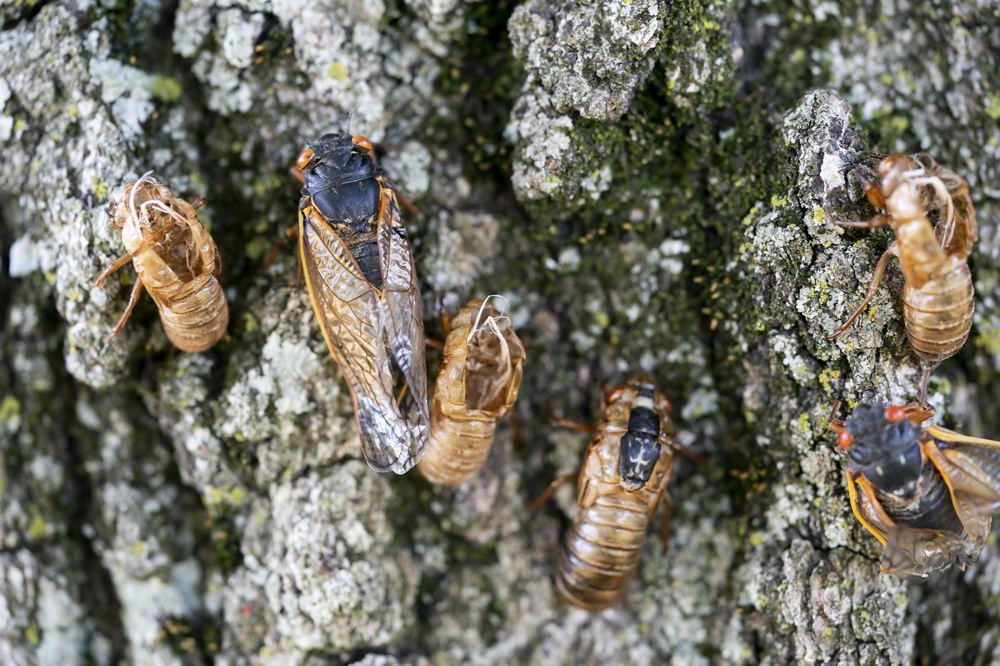 @518၆ݰ`DĔz17ss͑