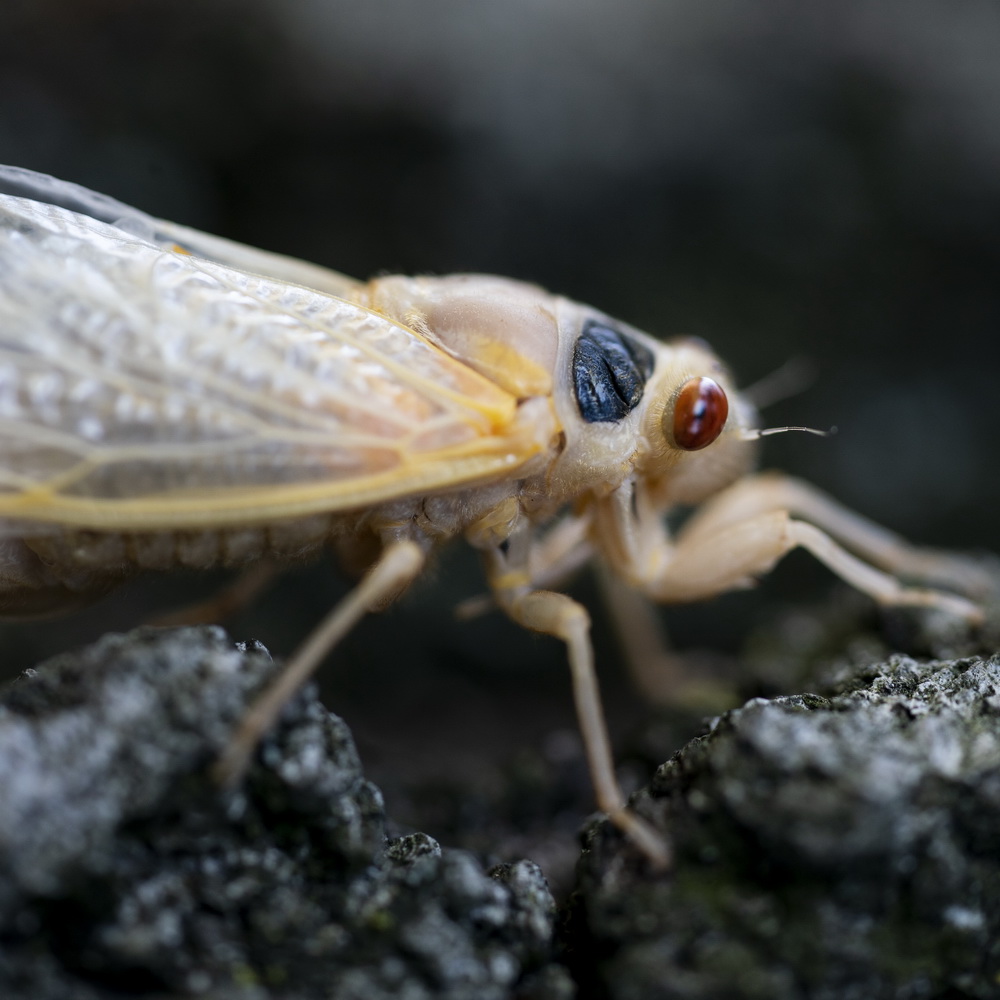 @518၆ݰ`DĔz17s