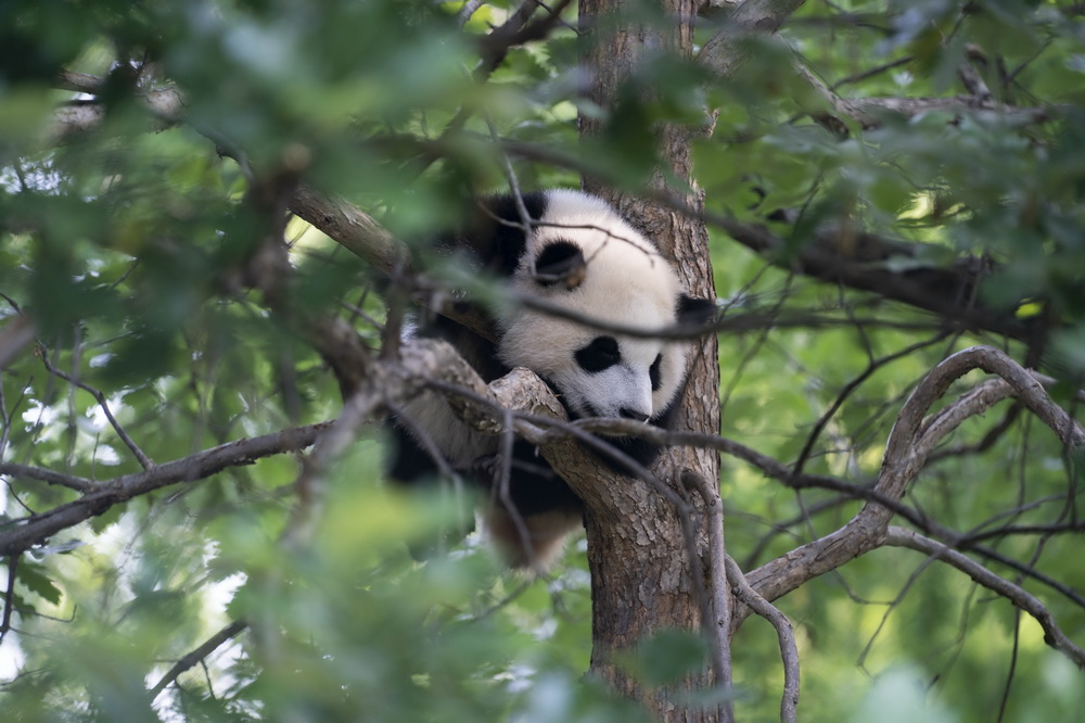 這是5月20日在美國華盛頓史密森學會國家動物園拍攝的雄性大熊貓幼崽“小奇跡”。
